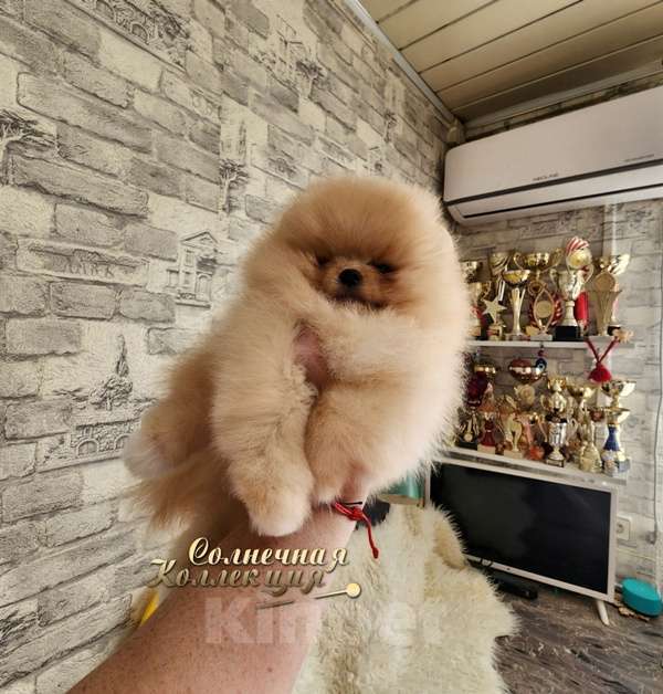 Собаки в Москве: Мега меховой мальчик померанеского шпица Ркф Мальчик, Бесплатно - фото 1