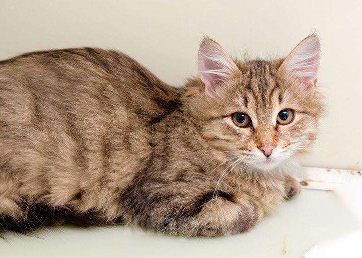 Кошки в Москве: Маленькая пушистая кошечка Лисан в добрые руки Девочка, Бесплатно - фото 5