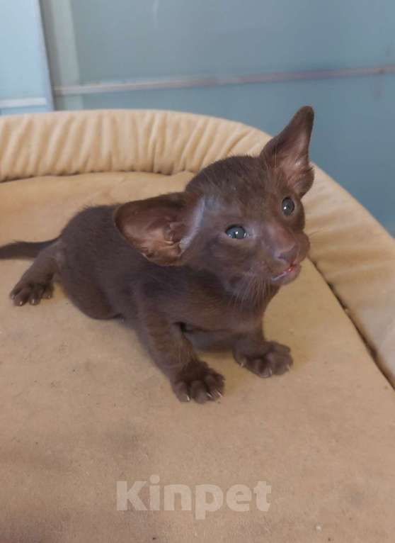 Кошки в Апрелевке: Ориентальные котята Мальчик, 80 000 руб. - фото 6