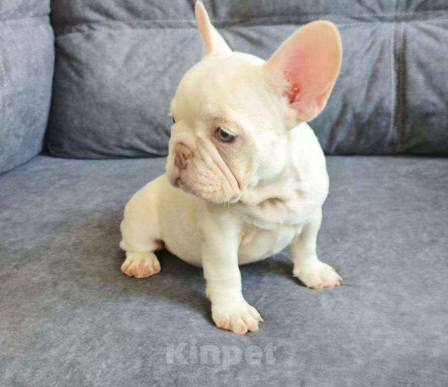 Собаки в Шахте: Нежность в лиловом под кремом | Уникальный окрас «платина» Девочка, 65 000 руб. - фото 2