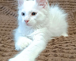 Кошки в Москве: Белый мальчик полидакт жёлтые глаза Мальчик, 40 000 руб. - фото 2