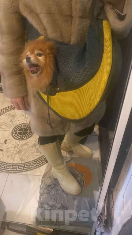 Собаки в Москве: Нора Девочка, Бесплатно - фото 3