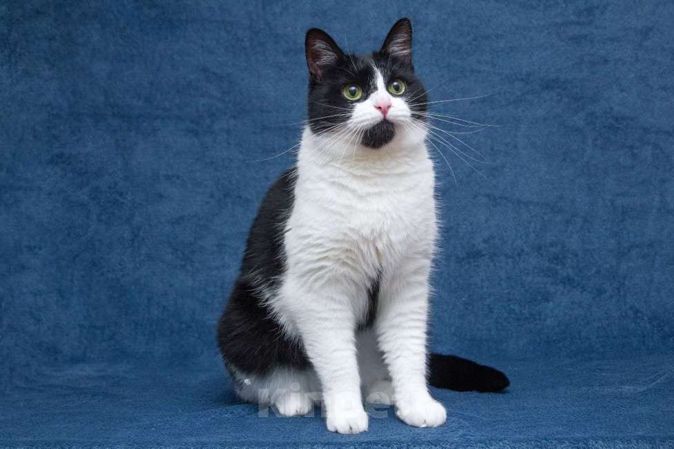 Кошки в Москве: Кукольная красота и характер. Кошка в добрые руки Девочка, Бесплатно - фото 2