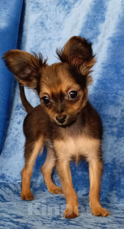 Собаки в Москве: Персей Мальчик, 50 000 руб. - фото 3