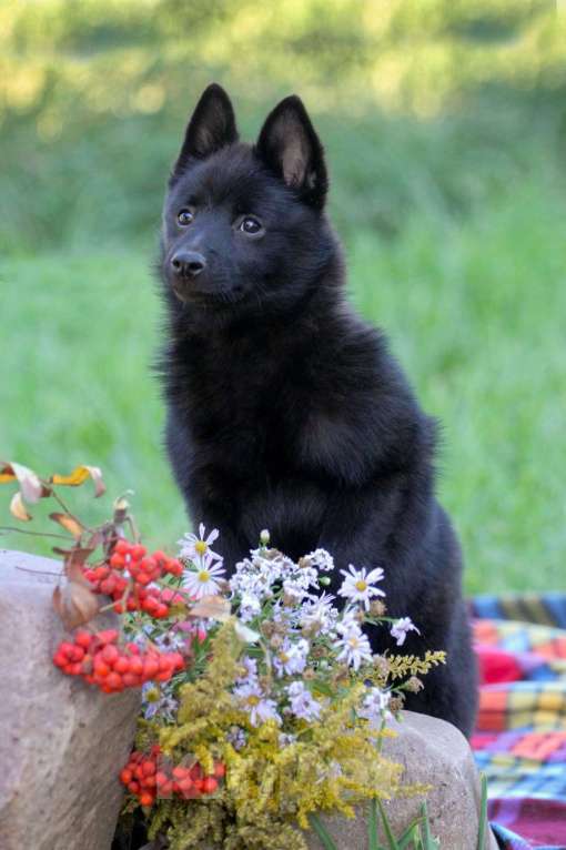 Собаки в других городах Московской области: красавица Девочка, 85 000 руб. - фото 2