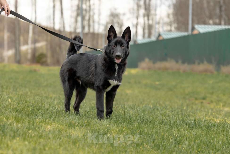 Собаки в Москве: Щенок мальчик Мальчик, Бесплатно - фото 3
