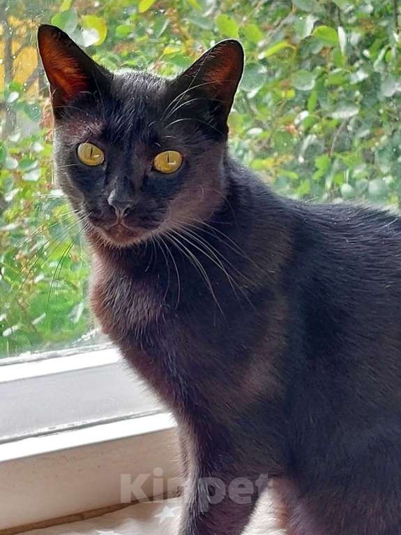 Кошки в Санкт-Петербурге: Прелестная Яся в добрые руки. Девочка, Бесплатно - фото 2