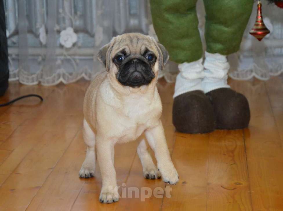 Собаки в Твери: Малышка мопса Девочка, 30 000 руб. - фото 6