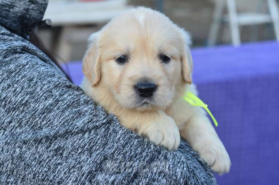 Собаки в Москве: Щенки  Золотистого ретривера Девочка, 60 000 руб. - фото 6