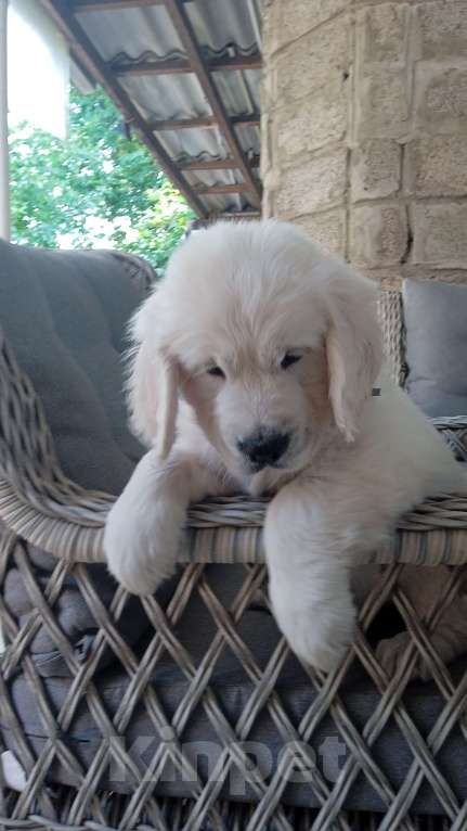 Собаки в Люберцах: Щенок Золотистого ретривера, мальчик Мальчик, 75 000 руб. - фото 6