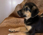 Собаки в Подольске: Щенок Бонечка  -  веселый и игривый. Мальчик, Бесплатно - фото 3