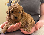 Собаки в Санкт-Петербурге: Щенки малого пуделя Разнополые, 50 000 руб. - фото 3