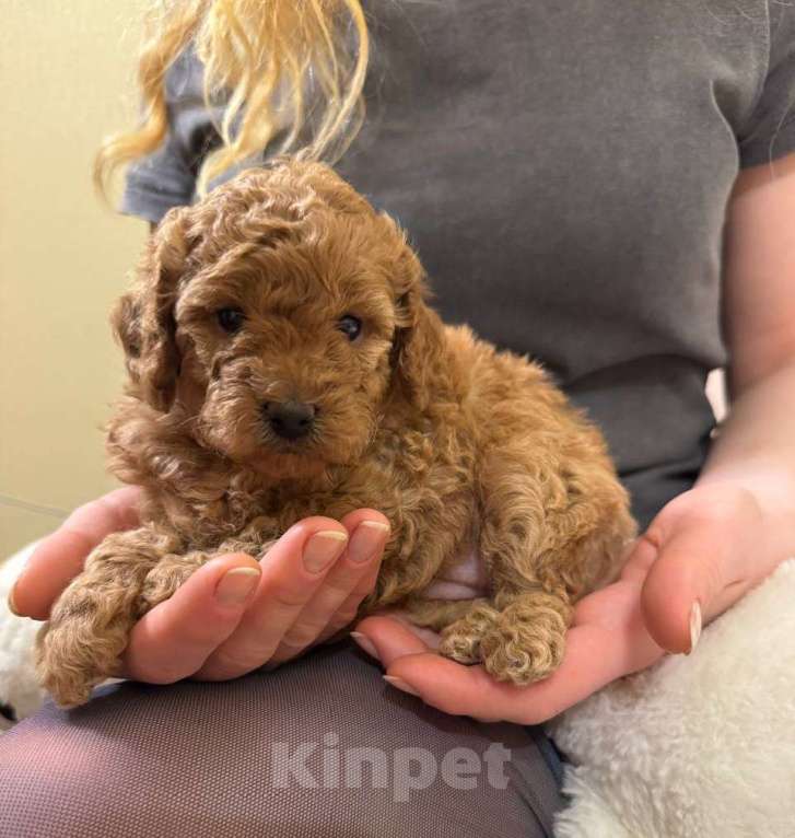 Собаки в Санкт-Петербурге: Щенки малого пуделя Разнополые, 50 000 руб. - фото 3