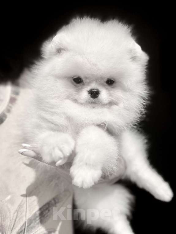 Собаки в Павловском Посаде: белый мальчик померанского шпица Мальчик, 60 000 руб. - фото 2