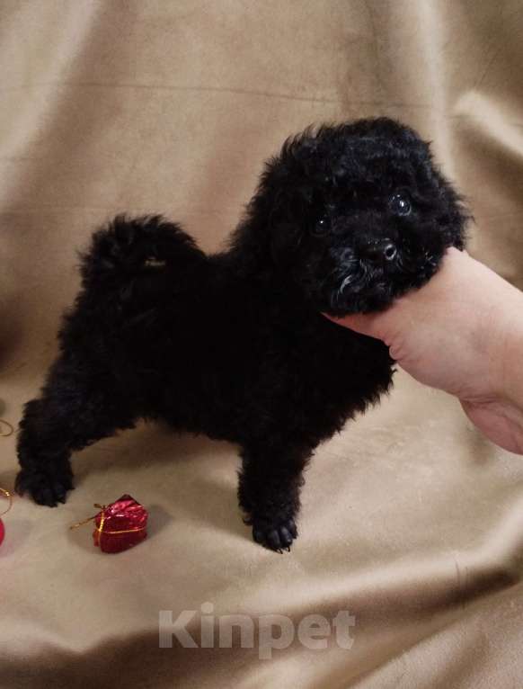 Собаки в Санкт-Петербурге: Той пудель щенок  Мальчик, 60 000 руб. - фото 4