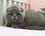 Кошки в Москве: Шотланская девочка с документами  Девочка, 20 000 руб. - фото 3