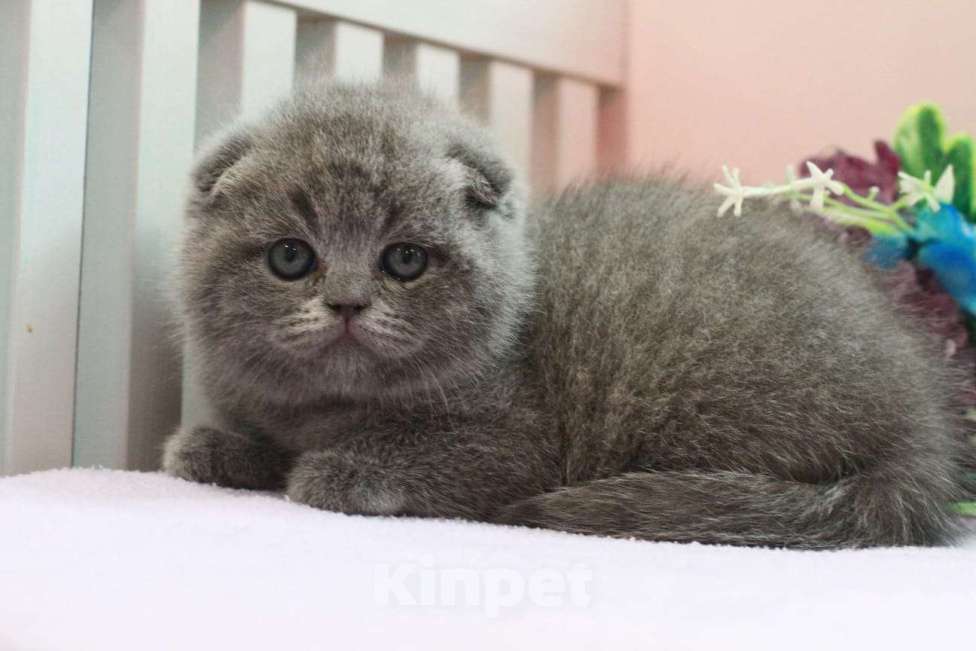 Кошки в Москве: Шотланская девочка с документами  Девочка, 20 000 руб. - фото 3