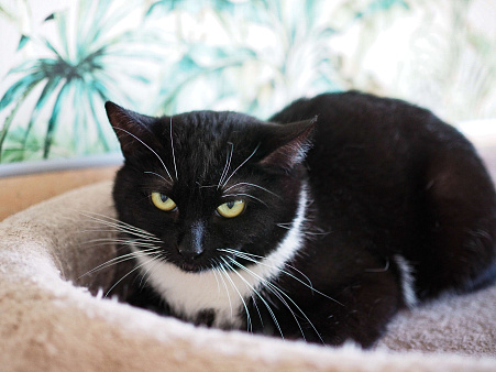 Кошка Элли ищет дом