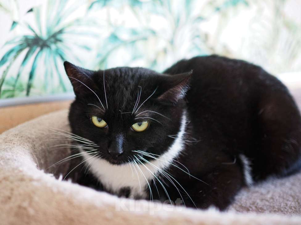 Кошки в Москве: Кошка Элли ищет дом Девочка, Бесплатно - фото 1