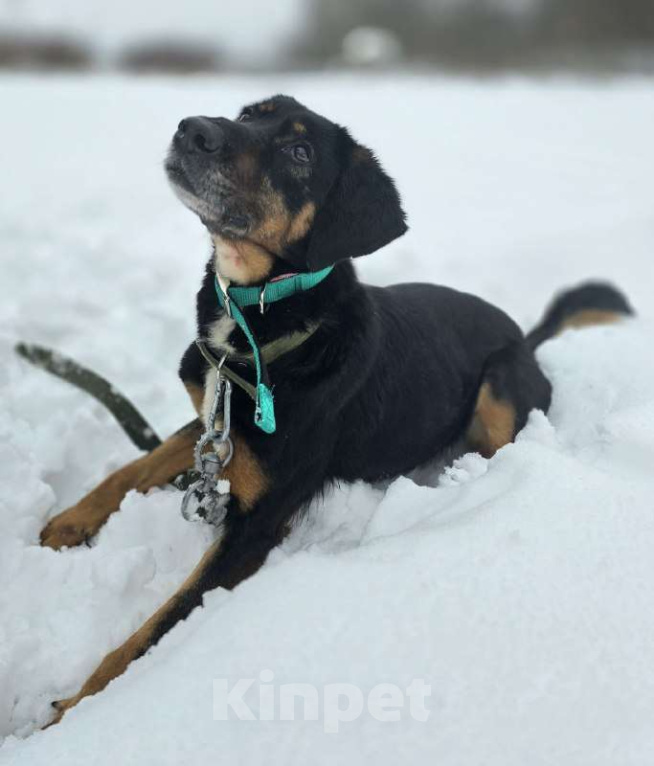 Собаки в Королеве: Тильда - ураган эмоций и чувств, движение, активность и «жить жизнь на полную» Девочка, Бесплатно - фото 1