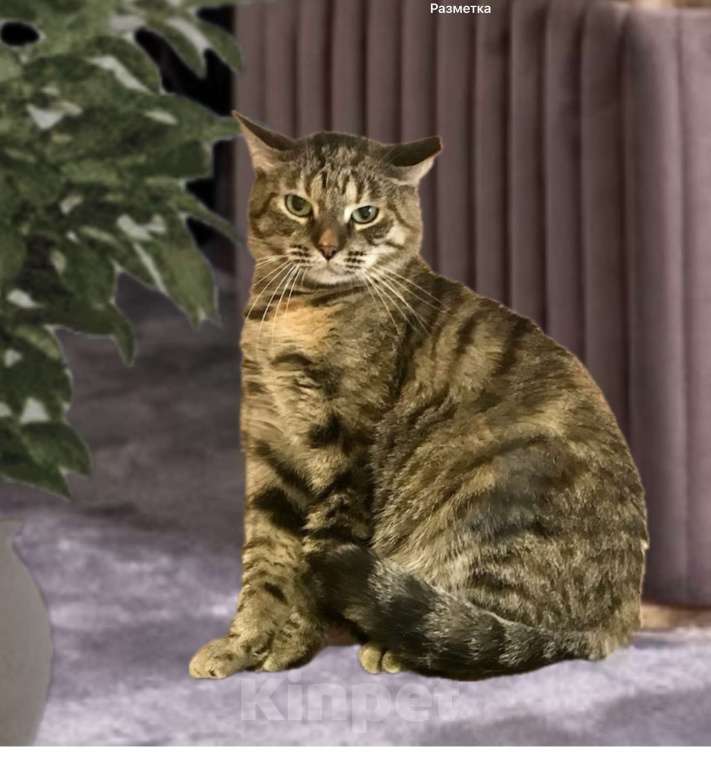 Кошки в Санкт-Петербурге: Кошечка Василиса ищет дом Девочка, Бесплатно - фото 1