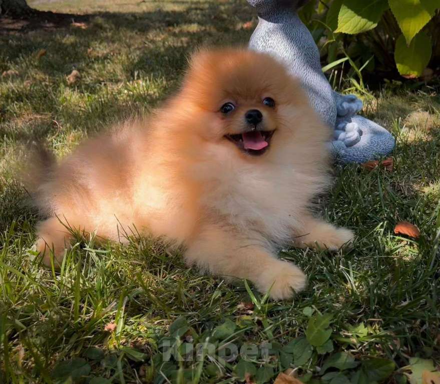 Собаки в других городах Краснодарского края: Щенок шпиц предлагается к продаже Мальчик, 20 000 руб. - фото 3