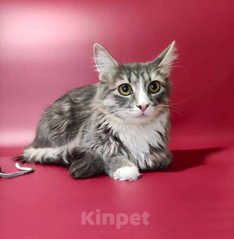 Кошки в Москве: кошечка  Девочка, Бесплатно - фото 5