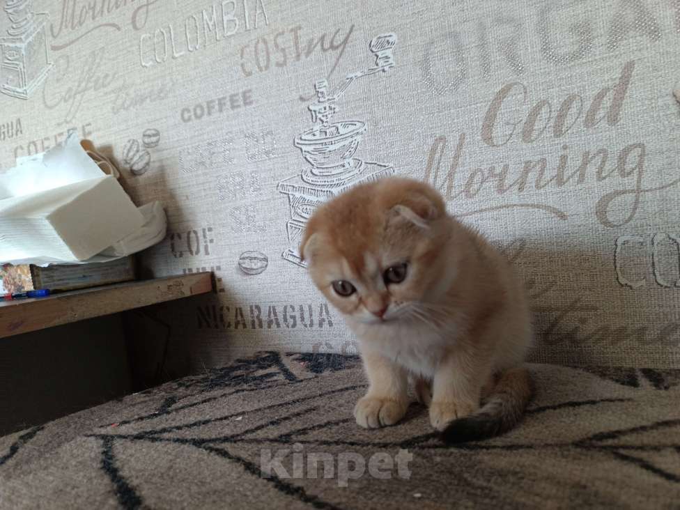 Кошки в Екатеринбурге: Вислоухая девочка окраса ny11 Девочка, 16 000 руб. - фото 9