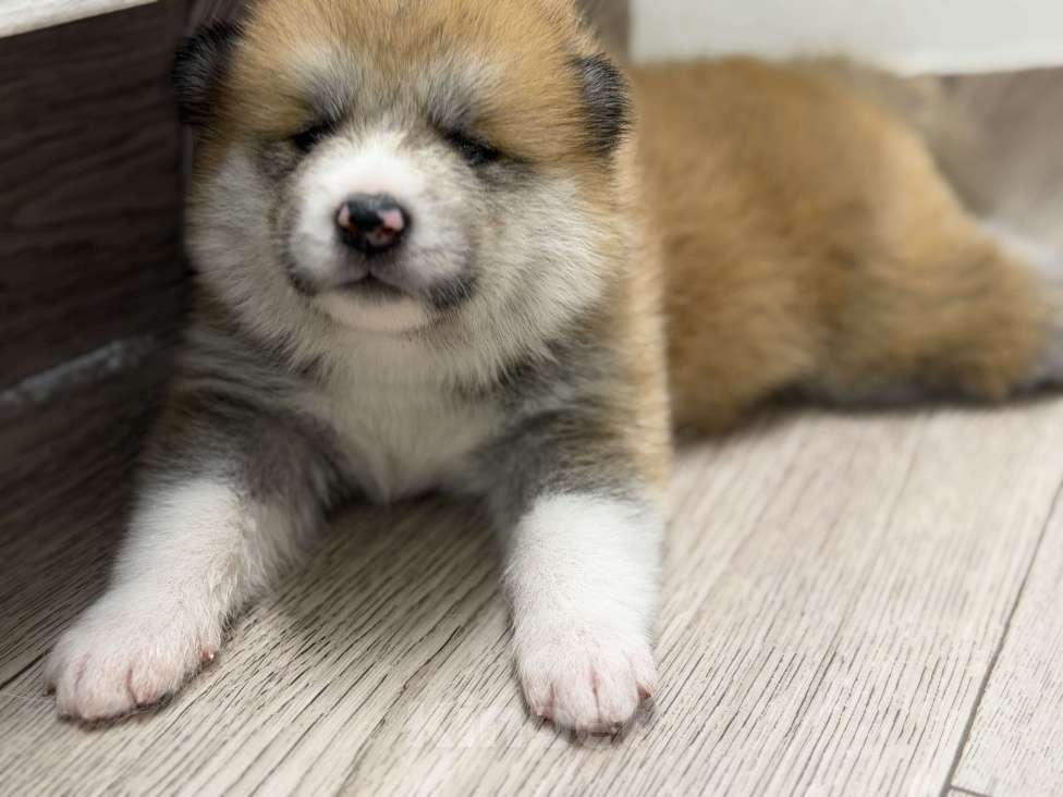 Собаки в других городах Ставропольского края: Продаю щенков Акита Ину Девочка, Бесплатно - фото 1