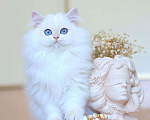 Кошки в Владивостоке: Британский котёнок. Длинношерстный поинт Девочка, 150 000 руб. - фото 1