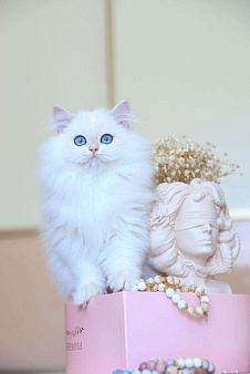 Объявление: Британский котёнок. Длинношерстный поинт, 150 000 руб., Владивосток