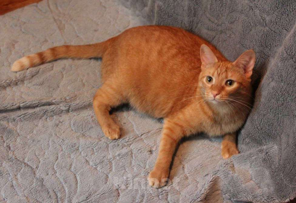 Кошки в Москве: Кот Руди ищет дом! Мальчик, Бесплатно - фото 3