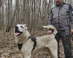 Собаки в Видном: алабай Бабур, 2 года Мальчик, Бесплатно - фото 4