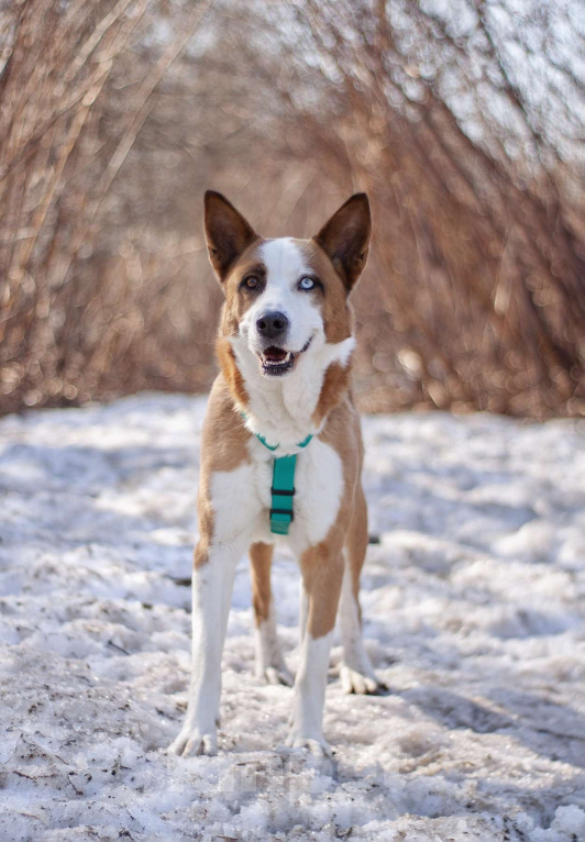 Собаки в Москве: Ласковый Хьюго в поисках дома Мальчик, Бесплатно - фото 1