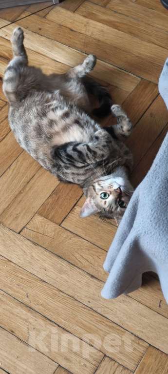 Кошки в Санкт-Петербурге: Кошка Юки, отдаю в добрые руки Девочка, Бесплатно - фото 1