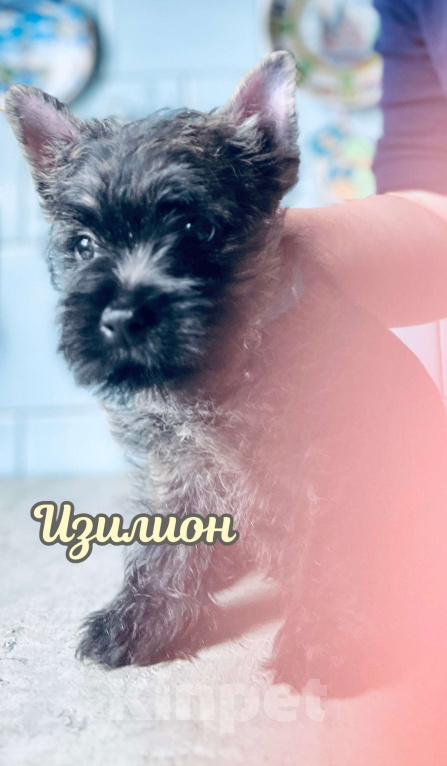 Собаки в Нижнем Новгороде: Керн-терьер Изилион Мальчик, 90 000 руб. - фото 5