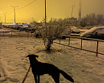 Собаки в Челябинске: Собака в добрые руки  Мальчик, Бесплатно - фото 4