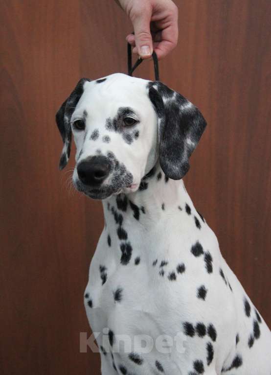 Собаки в Москве: Щенок ДАЛМАТИНА 4 месяца Мальчик, 100 000 руб. - фото 5