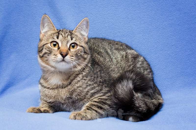 Кошки в Москве: Серый полосатый котенок Новелла в дар Девочка, 1 руб. - фото 6