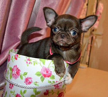 Шоколадная эксклюзивная девочка.