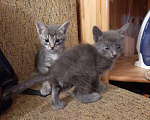 Кошки в Спасе-Клепике: Котята, в дар. Мама корниш рекс, 500 руб. - фото 1