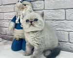 Кошки в Болхове: Супер Экзот Блю-пойнт, 25 000 руб. - фото 5