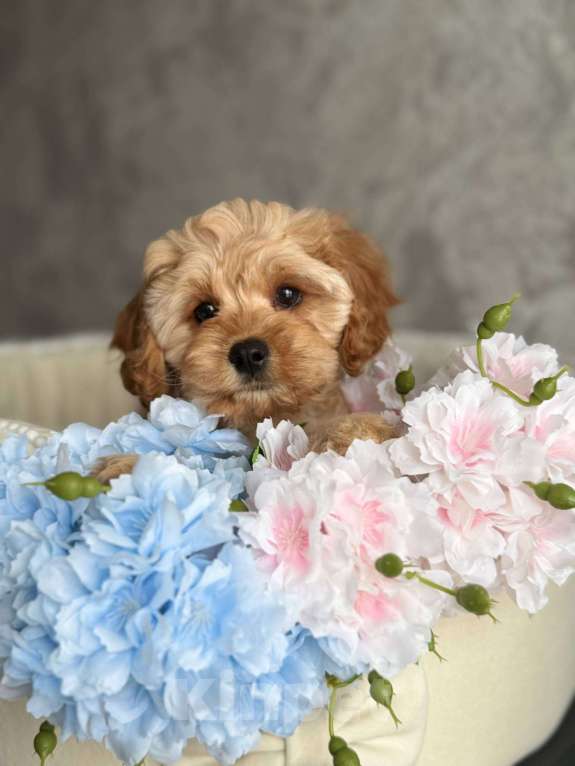 Собаки в Москве: Кавапу щенок Девочка, Бесплатно - фото 3