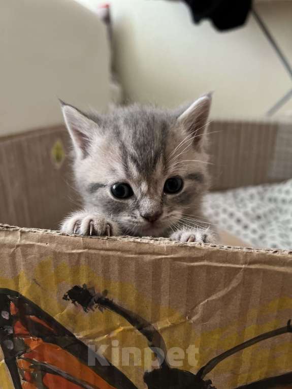 Кошки в Санкт-Петербурге: Шотландский котенок продажа Мальчик, 15 000 руб. - фото 9