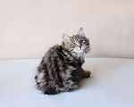 Кошки в Серпухове: Физалис  Русские Цветы Курильский Бобтейл Мальчик, 80 000 руб. - фото 2