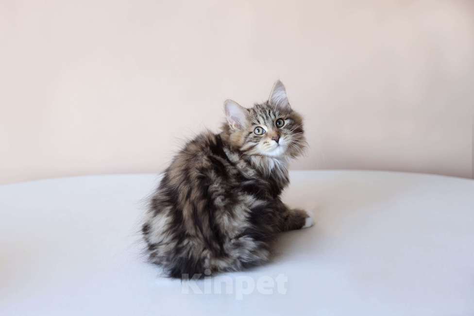 Кошки в Серпухове: Физалис  Русские Цветы Курильский Бобтейл Мальчик, 80 000 руб. - фото 2