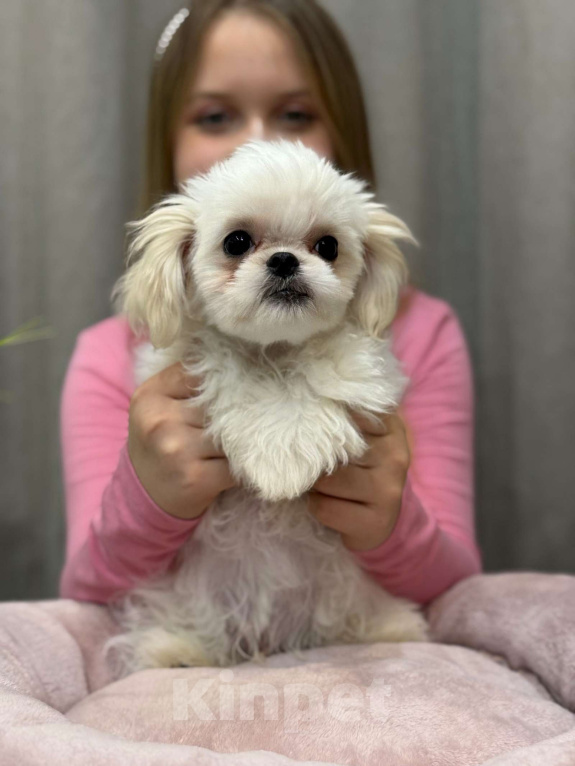 Собаки в Москве: Лакки. Эксклюзивное микро. Мальчик, 150 000 руб. - фото 1