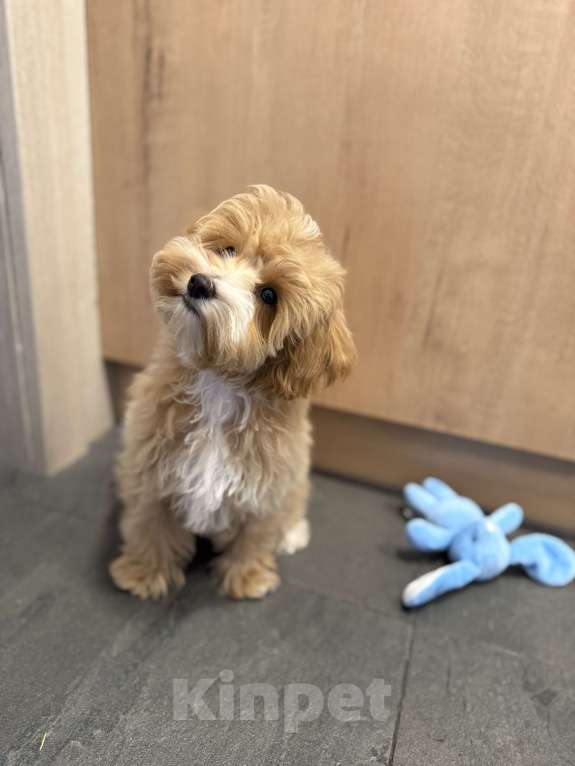 Собаки в Санкт-Петербурге: Мальтипу в Санкт Петербурге  Мальчик, 250 000 руб. - фото 2