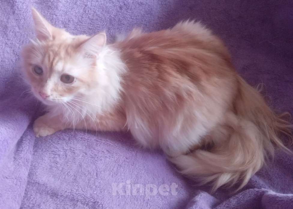 Кошки в Москве: Сибирский котик редкого окраса красное серебро Мальчик, Бесплатно - фото 8