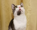 Кошки в Долгопрудном: Взрослый кот вязка Мальчик, Бесплатно - фото 5
